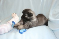 /album/fotogalerie-arkan-alias-modry/nemecky-vlci-spic-modry-926-jpg/